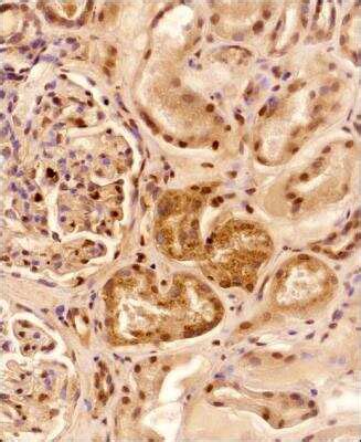 Lysozyme Antibody - BSA Free (NBP2-61118): Novus Biologicals