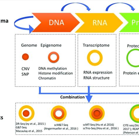 | Timeline of single cell sequencing methods milestones. | Download Scientific Diagram