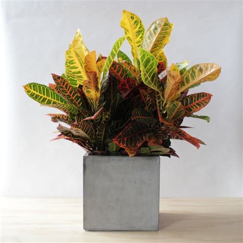 Croton | House plants, Plants, Planter pots