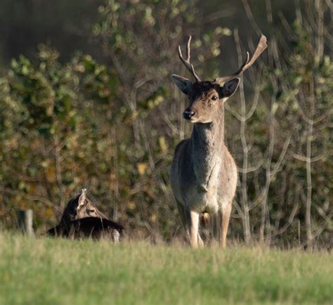 Arnold Phipps-Jones Photography: Margam Park, Deer