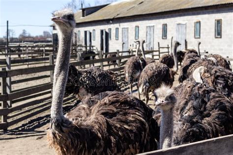 Ostrich Farm stock image. Image of coast, clouds, african - 114255897