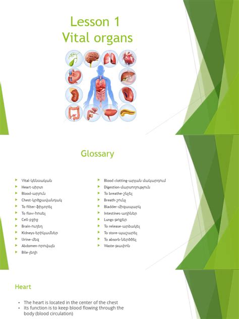 Vital Organs | PDF