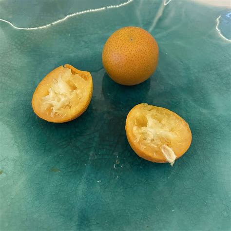 Buy Now | Meiwa Kumquat Seeds | Plantly