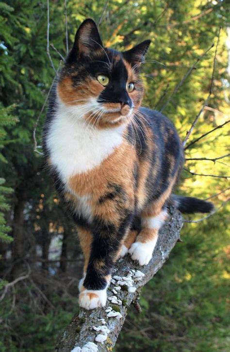 Calico Cat Getting a Better on a Tree Limb. | calico cats and tortoishells | Pretty cats ...