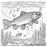 Trout Coloring Pages  Free & Printable sketch template