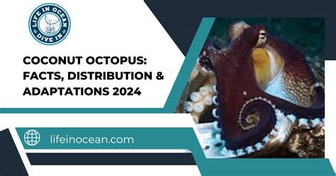 Coconut Octopus: Facts, Distribution & Adaptations 2024 - Life in Ocean