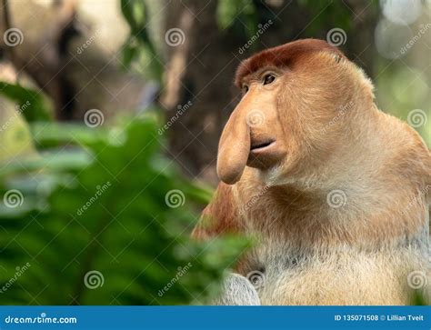 Portrait of a Male Proboscis Monkey with Big Nose Stock Photo - Image ...