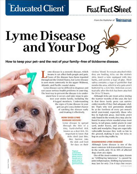 The Educated Client: Lyme Disease and Your Dog