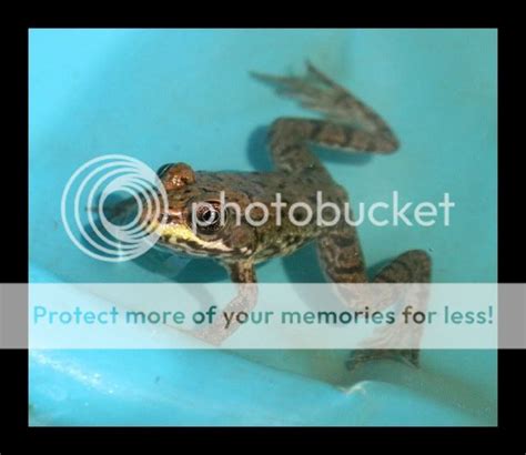 baby bullfrog (?) part 2 **PICS** - Photography Discussion - Nano-Reef ...