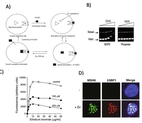 (A) show a mechanism behind the activation of insulin receptor by ...