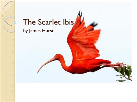 The Scarlet Ibis PPT