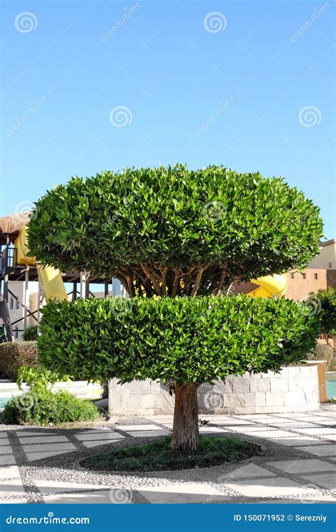 Beautiful Green Tree on the Territory of Modern Hotel Stock Photo ...