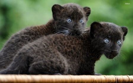 black panther kittens - Cats & Animals Background Wallpapers on Desktop ...