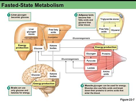 Metabolism | HVMN® Biohacker Guide