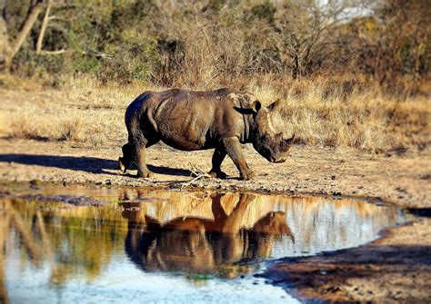 Do Rhinos Have Predators? ???? - WildLifeFAQ