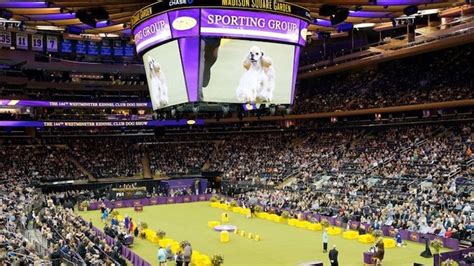 Westminster Dog Show 2023: Buddy Holly the PBGV Wins Best in Show ...