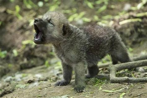 A howling baby arctic Wolf | Animals | Pinterest