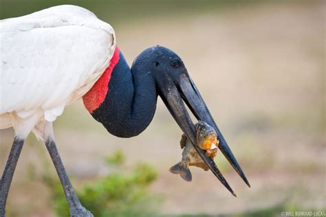 Birds + The Pantanal | Photos Pictures Images