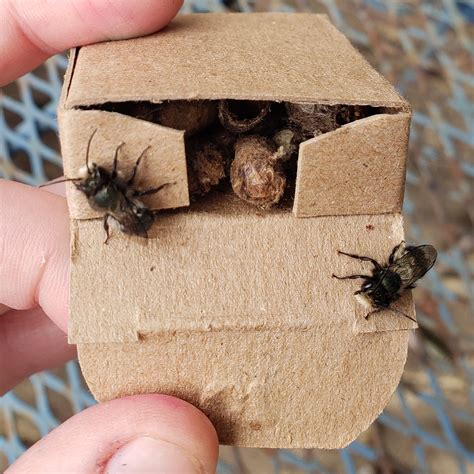 Released my Mason bees today! : r/gardening