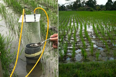 Bali rice experiment cuts greenhouse gas emissions and increases yields ...