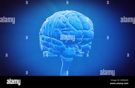 Corpus callosum mri Stock Videos & Footage - HD and 4K Video Clips - Alamy