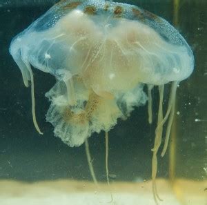 STINGING NETTLE JELLYFISH - Gulf Specimen Marine Lab