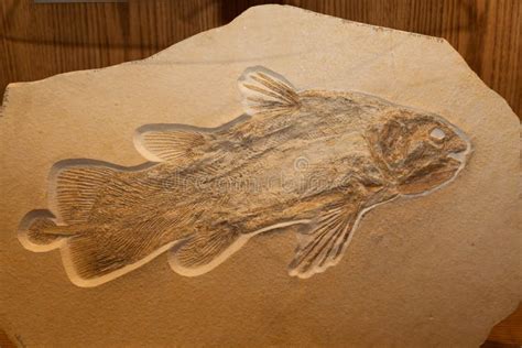 Coelacanth Fish Fossil editorial stock image. Image of evolution - 172773664