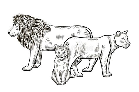 Cute Lion Cub Black White Stock Illustrations – 274 Cute Lion Cub Black ...