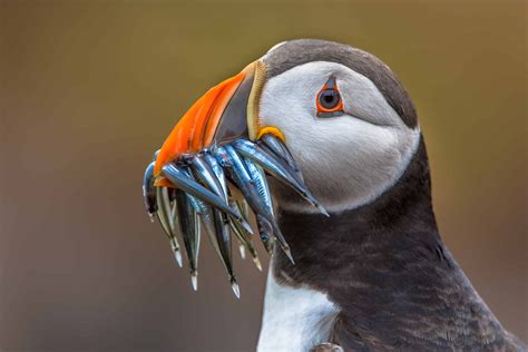 Puffins in Iceland - Best Locations for Puffin Watching in Iceland ...