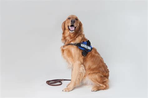 Golden Retriever Service Dog 5 | View this image on our site… | Flickr