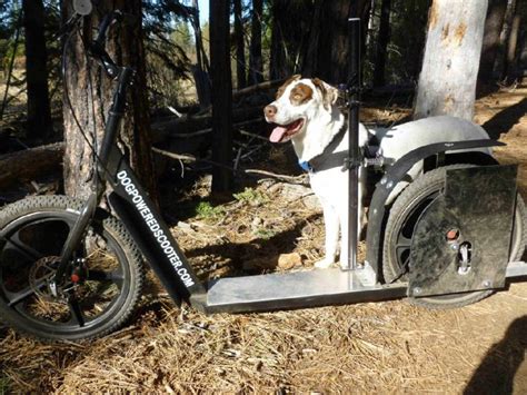 Dog Powered Scooters Use Your Dog To Propel You Around