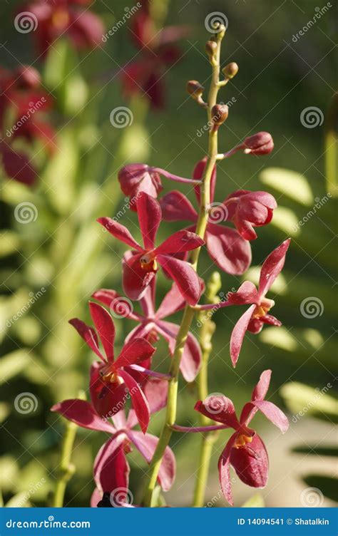 Paradise Butterflies. Orchids of Borneo. Stock Image - Image of tropical, pink: 14094541