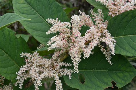 Fallopia Japonica Japanese Knotweed Flowers. Stock Photo - Image of meadow, flower: 257200518