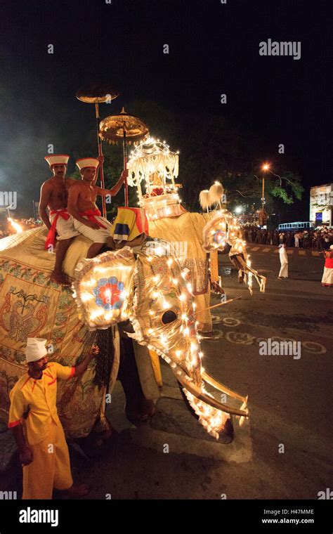 Elephants taking part in the Esala Perahera in Kandy Sri Lanka. This ...