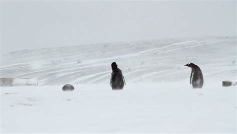 Penguins In The Snow Gentoo Penguins In The Storm Of Antarctica Stock Footage Video 11756099 ...