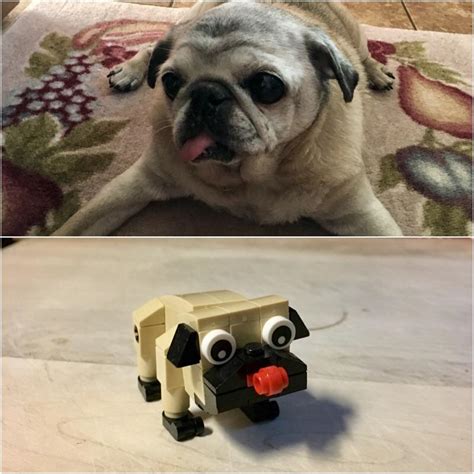 An official set of my Pug. : r/lego