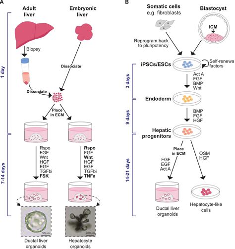 Liver organoids: from basic research to therapeutic applications | Gut