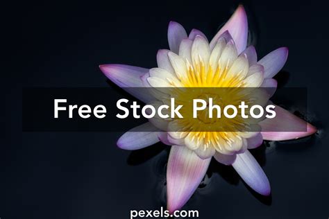 The White Lotus Season 1 Photos, Download The BEST Free The White Lotus ...