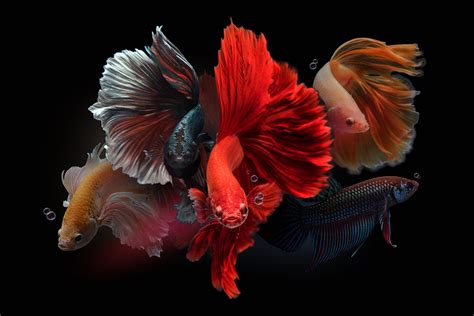 40 Types of Betta Fish Too Beautiful To Miss - Facts.net