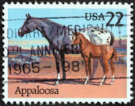 The Most Famous Appaloosa Horse Names in 2022 — Animal Hearted Apparel