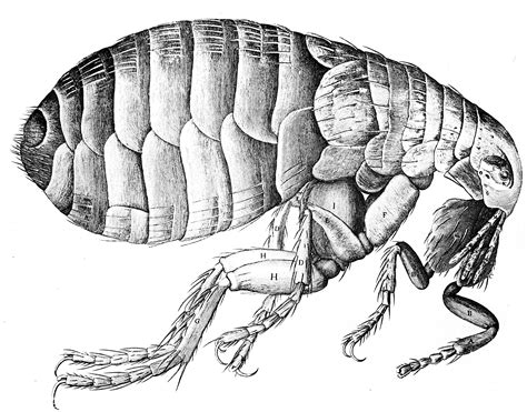 Biography of Robert Hooke, the Man Who Discovered Cells