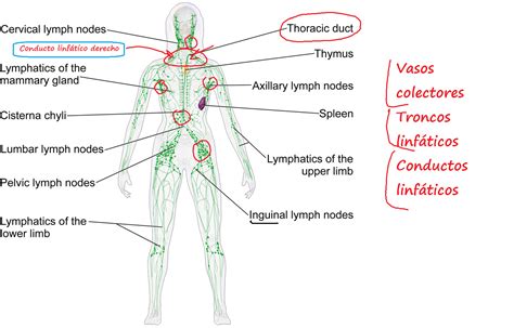 Sistema Linfático | Sistema linfático, Linfatico, Conducto