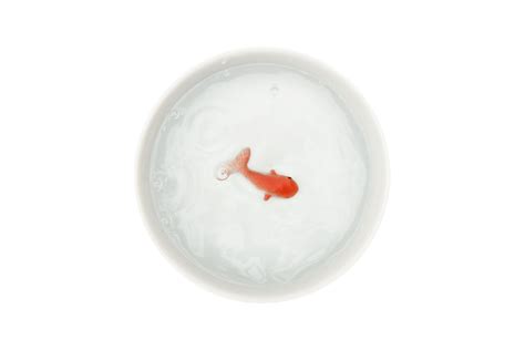 Goldfish Cat Bowl : Play a practical joke on your cat.