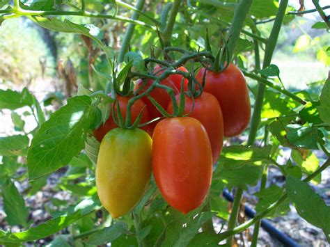 Easy Steps on How to Grow Tomatoes At Home