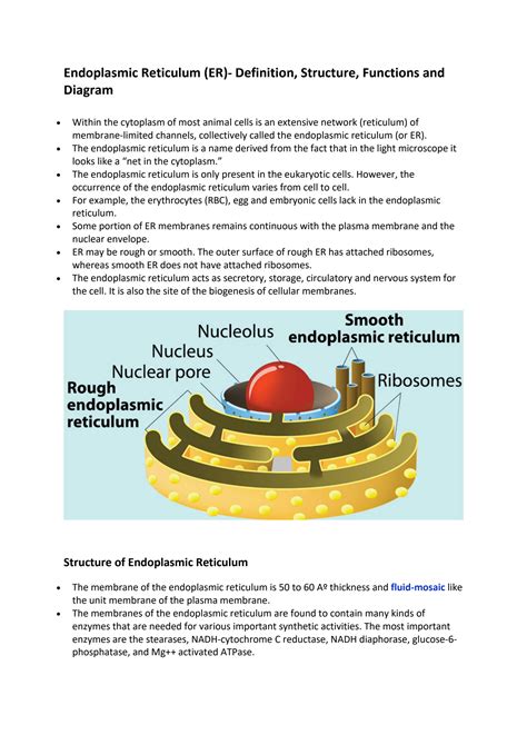 SOLUTION: Endoplasmic reticulum Definition Structure Functions and ...