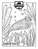 Seal Adult Coloring Pages sketch template