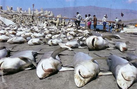 Australian restaurants serving Shark Fin Soup - Ocean Crusaders