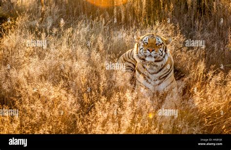 Tiger in long grass, South Africa Stock Photo - Alamy