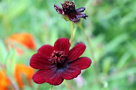 25 of the Best Cosmos Flower Cultivars | Gardener’s Path