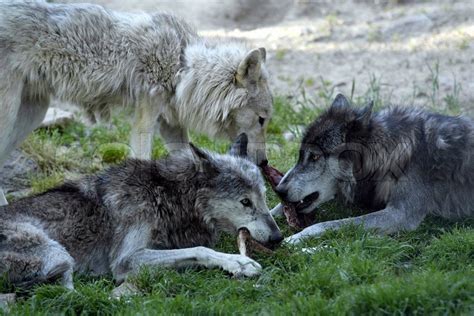 Close-up of wolves eating meat | Stock Photo | Colourbox